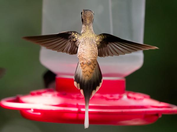 <h3><a href="/trips/costa-rica/biota/animalia/chordata/aves/033 apodiformes/004 trochilidae/phaethornis longirostris/phaethornis longirostris-nl.html">Phaethornis&nbsp;longirostris</a> / Long‑billed&nbsp;hermit / Westelijke&nbsp;langstaartheremietkolibrie</h3>OM-1 Mark II met OLYMPUS M.150-400mm F4.5, 1/2000 sec  bij F4.5, ISO 10000, afstand 3.63&nbsp;m